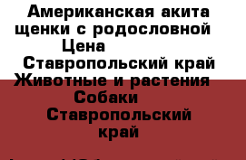 Американская акита щенки с родословной › Цена ­ 20 000 - Ставропольский край Животные и растения » Собаки   . Ставропольский край